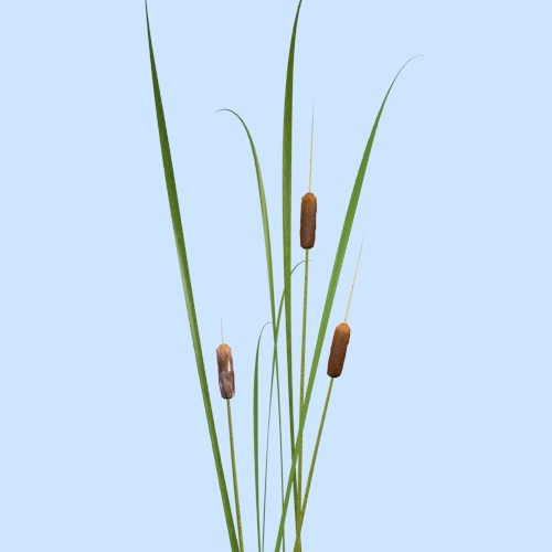 Cattails preview image 1